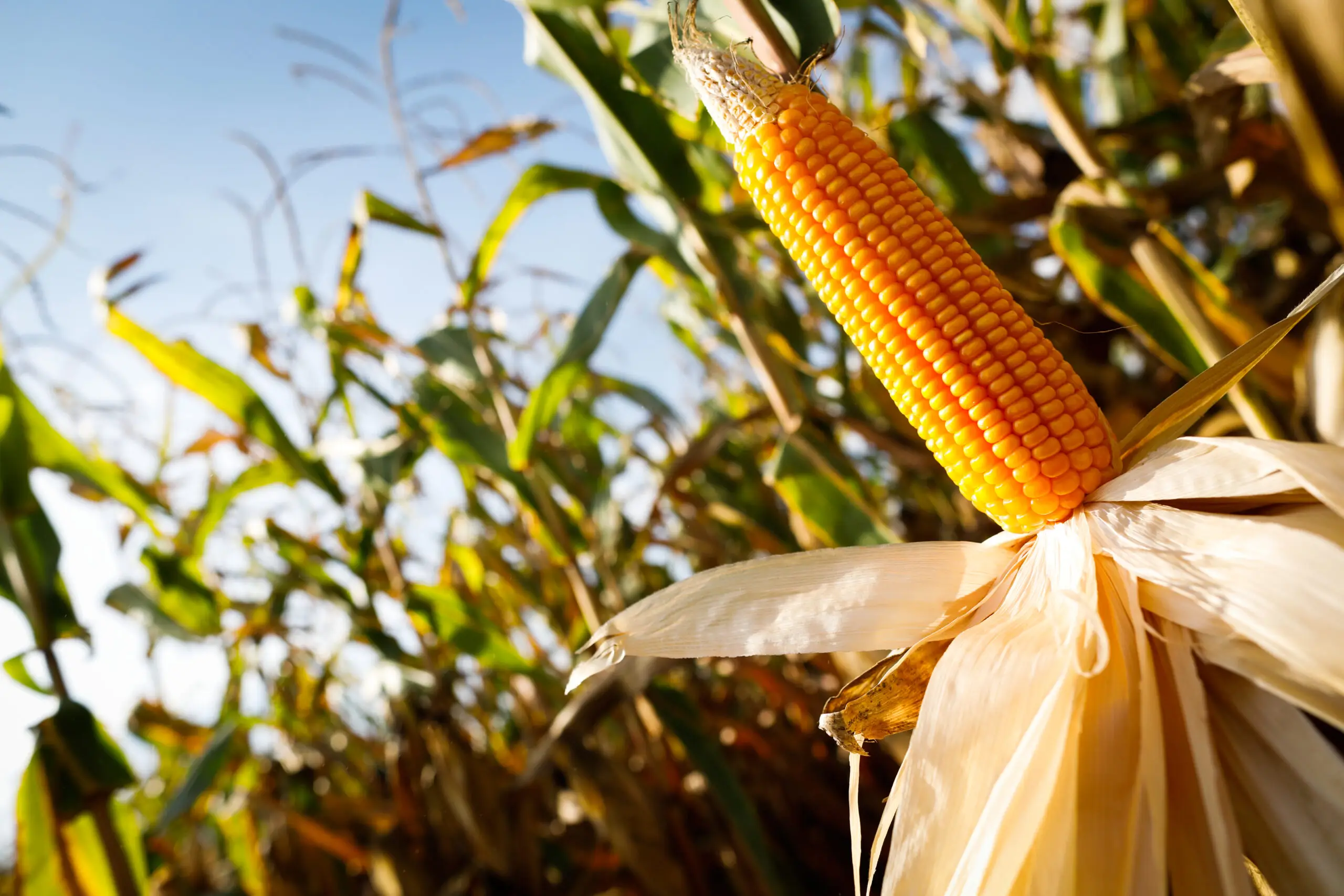 Produção agropecuária do Nordeste cresceu 43% nos últimos 4 anos